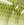 0001_Spro_Little_John_DD_70_[Ayu_shad].jpg
